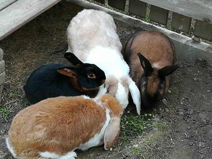 Frau Prof. Pirstinger beherbergt die Osterhasen das ganze Jahr.